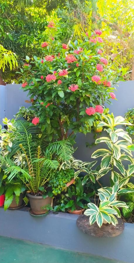Apartament Miguel Departamentos 1 Puerto Iguazú Zewnętrze zdjęcie
